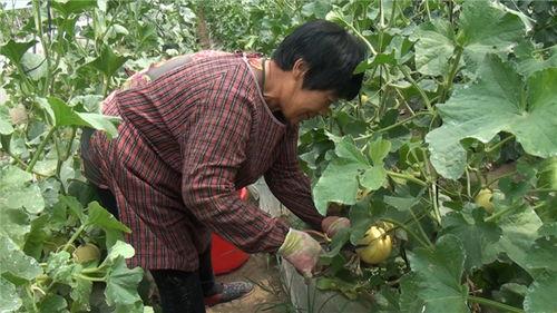 保定清苑最新吃瓜爆料,揭秘神秘事件背后的真相  第1张